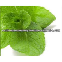 Healthy mint